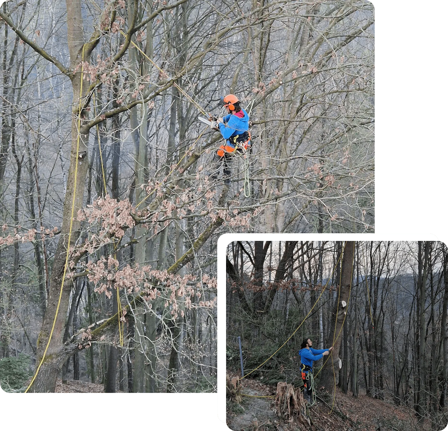 Baumpfleger mit Helm und Seilsicherung in einer Baumkrone, daneben Kollege am Hang