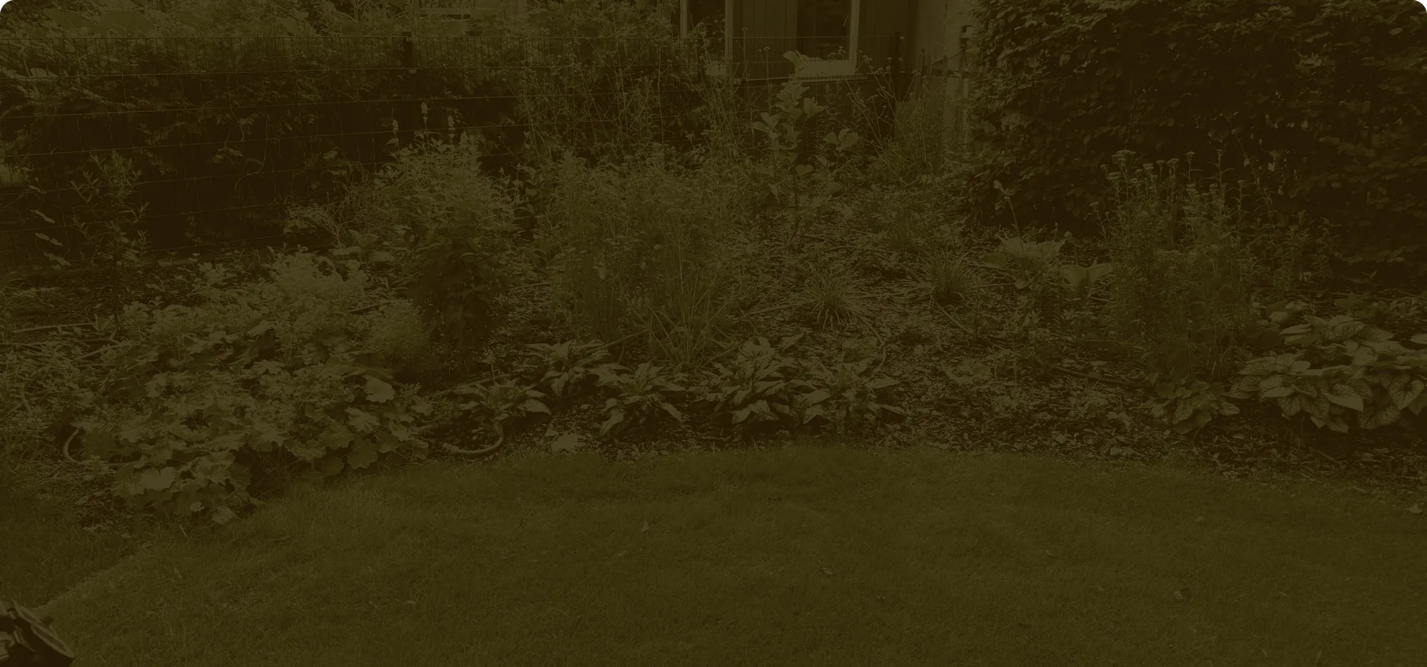 Naturnahes Staudenbeet mit Funkien vor einer Hecke, davor Rasen