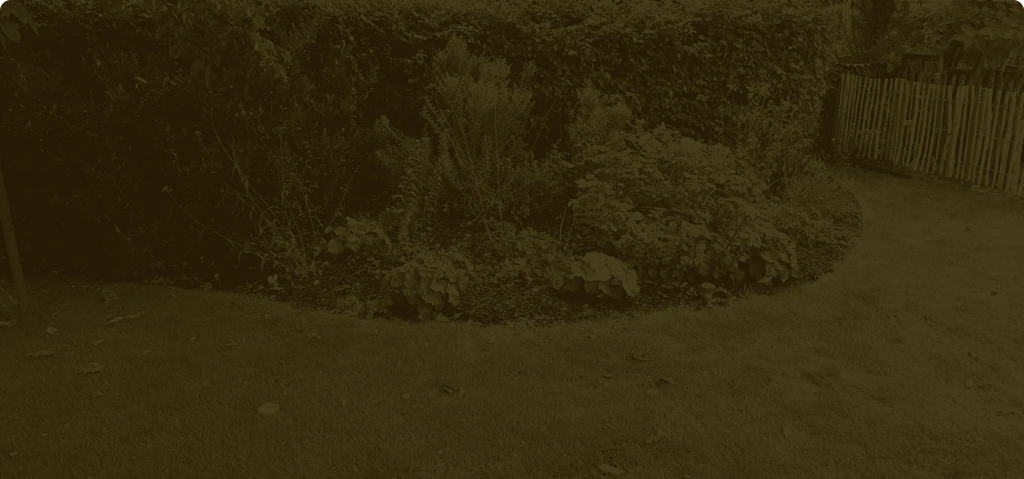 Geschwungenes Staudenbeet vor einer Hecke, eingefasst von Rasen
