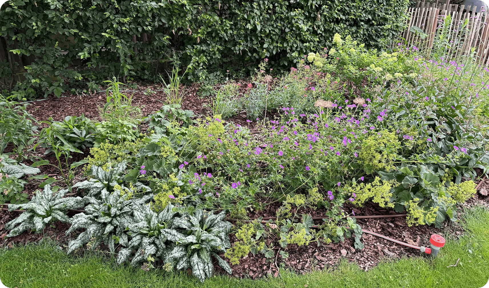Nachher: dicht bewachsenes Staudenbeet mit Storchschnabel und Lungenkraut vor Hecke