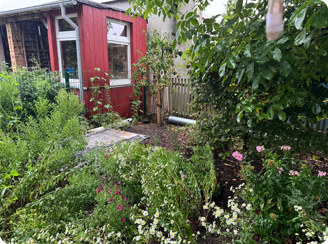 Blühendes Staudenbeet mit Margeriten und Phlox vor einem roten Gartenhaus