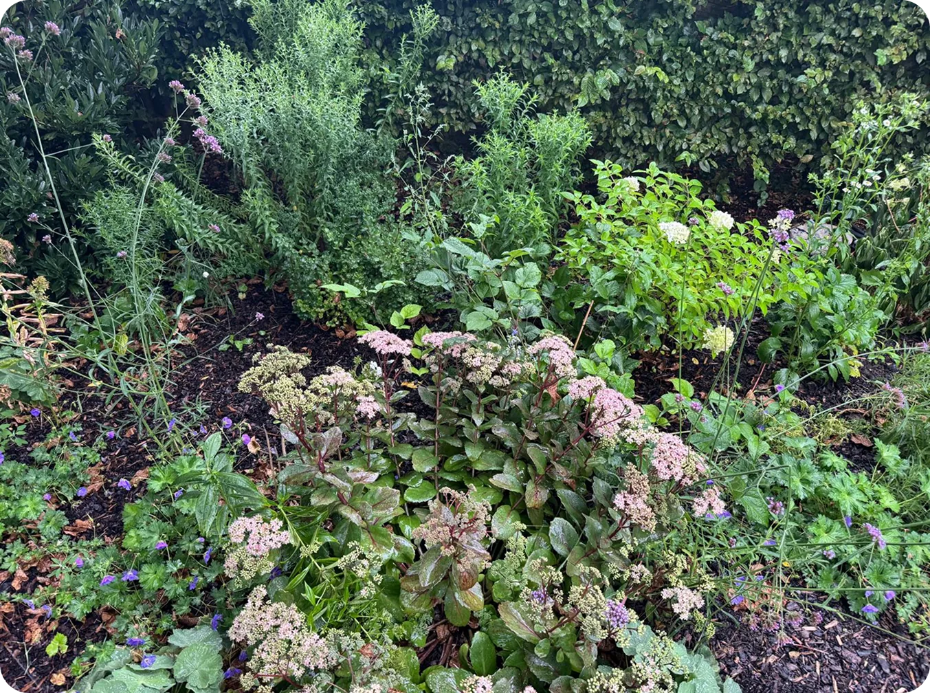 Staudenbeet mit Fetthenne, Storchschnabel und Rosmarin vor einer Hecke