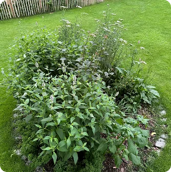 Nachher: rundes Staudenbeet mit Minze und Wildblumen im Rasen