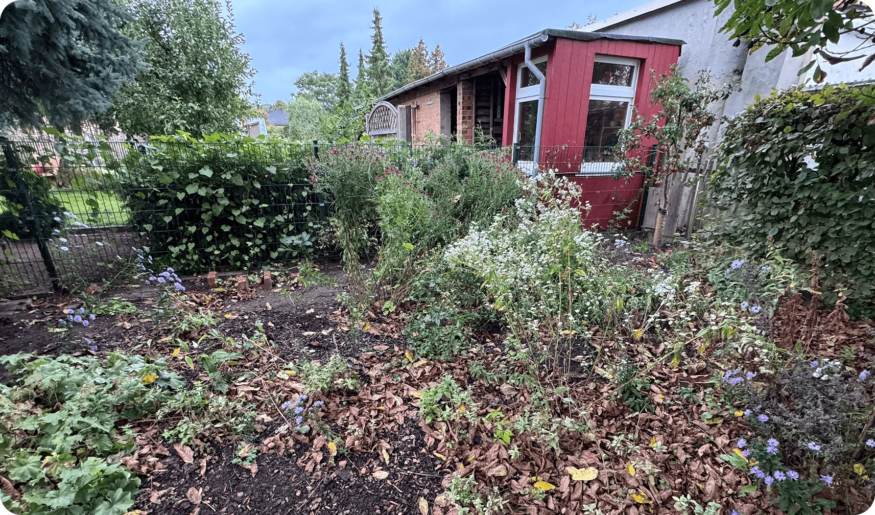 Vorher: verwildertes Beet mit Laub vor einem roten Gartenhaus