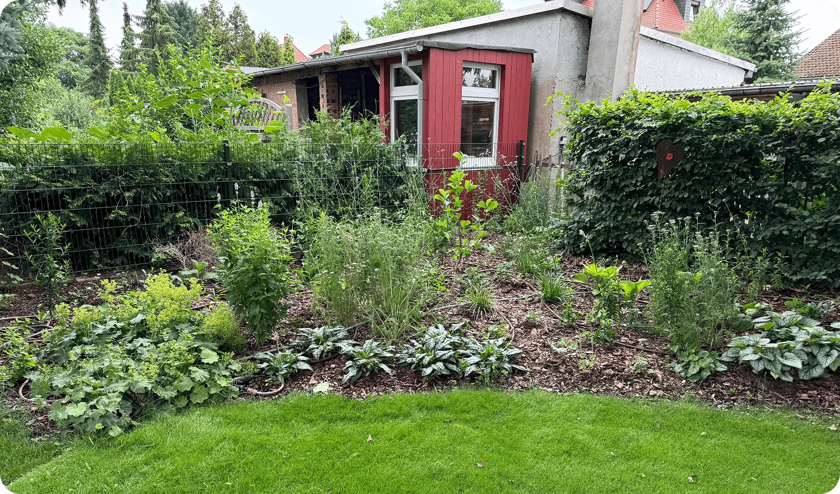 Nachher: neu bepflanztes Staudenbeet mit Rindenmulch vor rotem Gartenhaus und Rasen